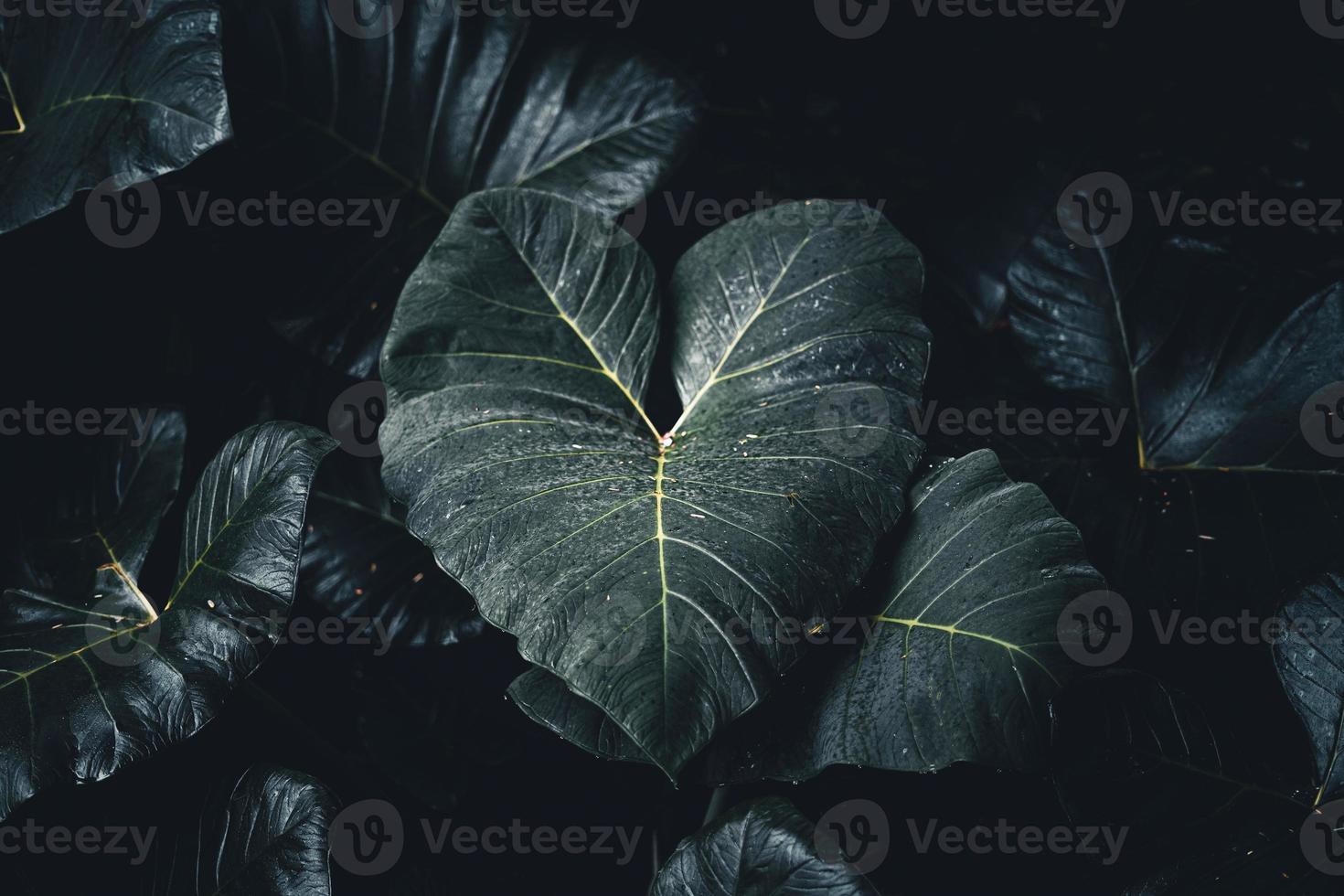 primo piano di foglie verde scuro foto