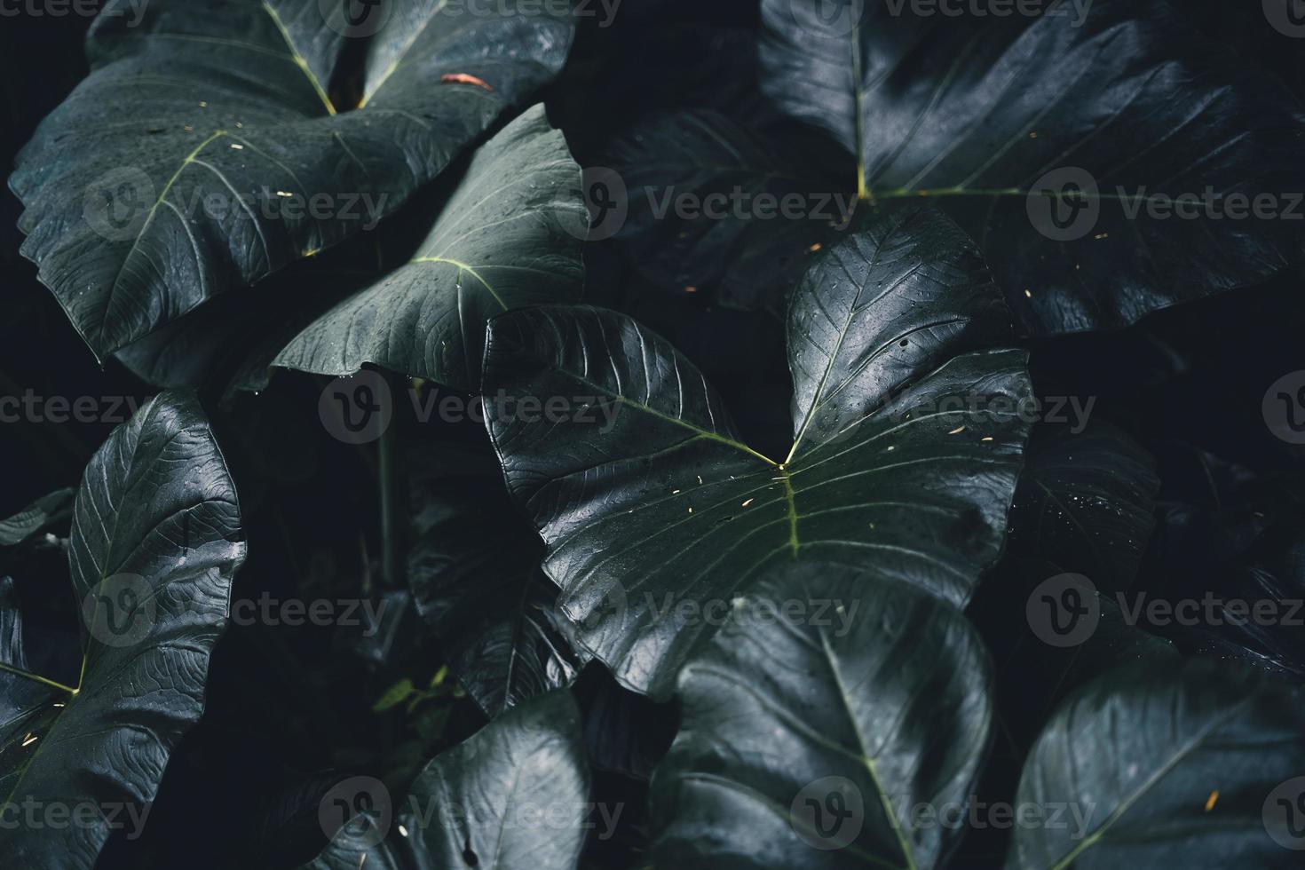 primo piano di foglie verde scuro foto