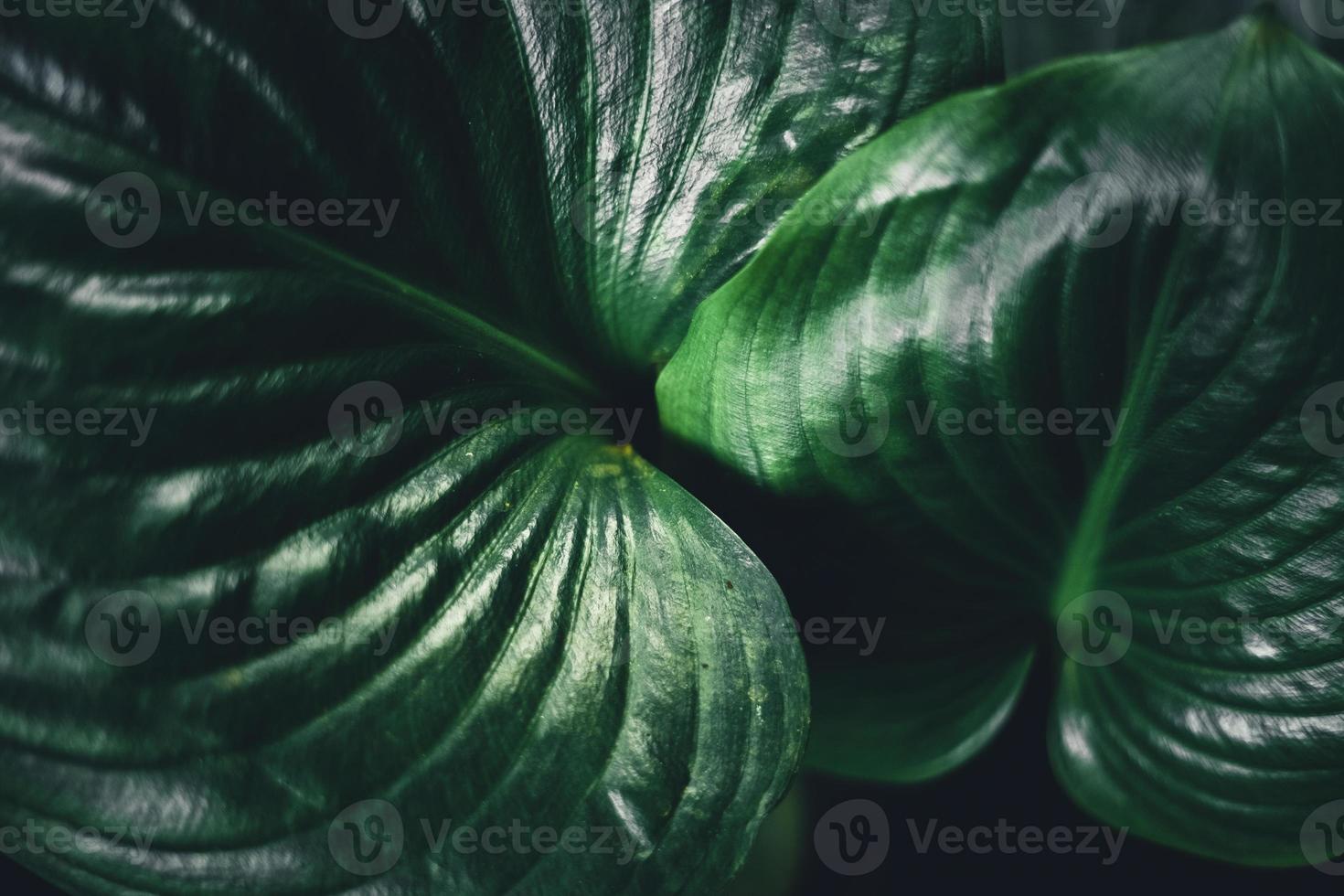 primo piano di foglie verde scuro foto