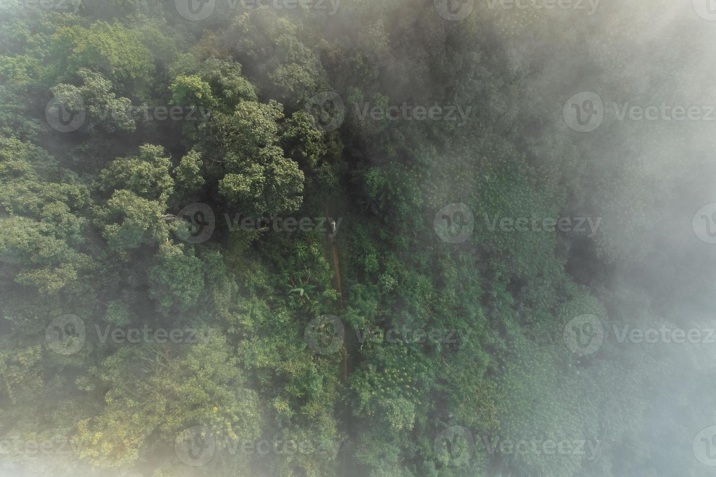 nebbia mattutina nella foresta dall'alto foto