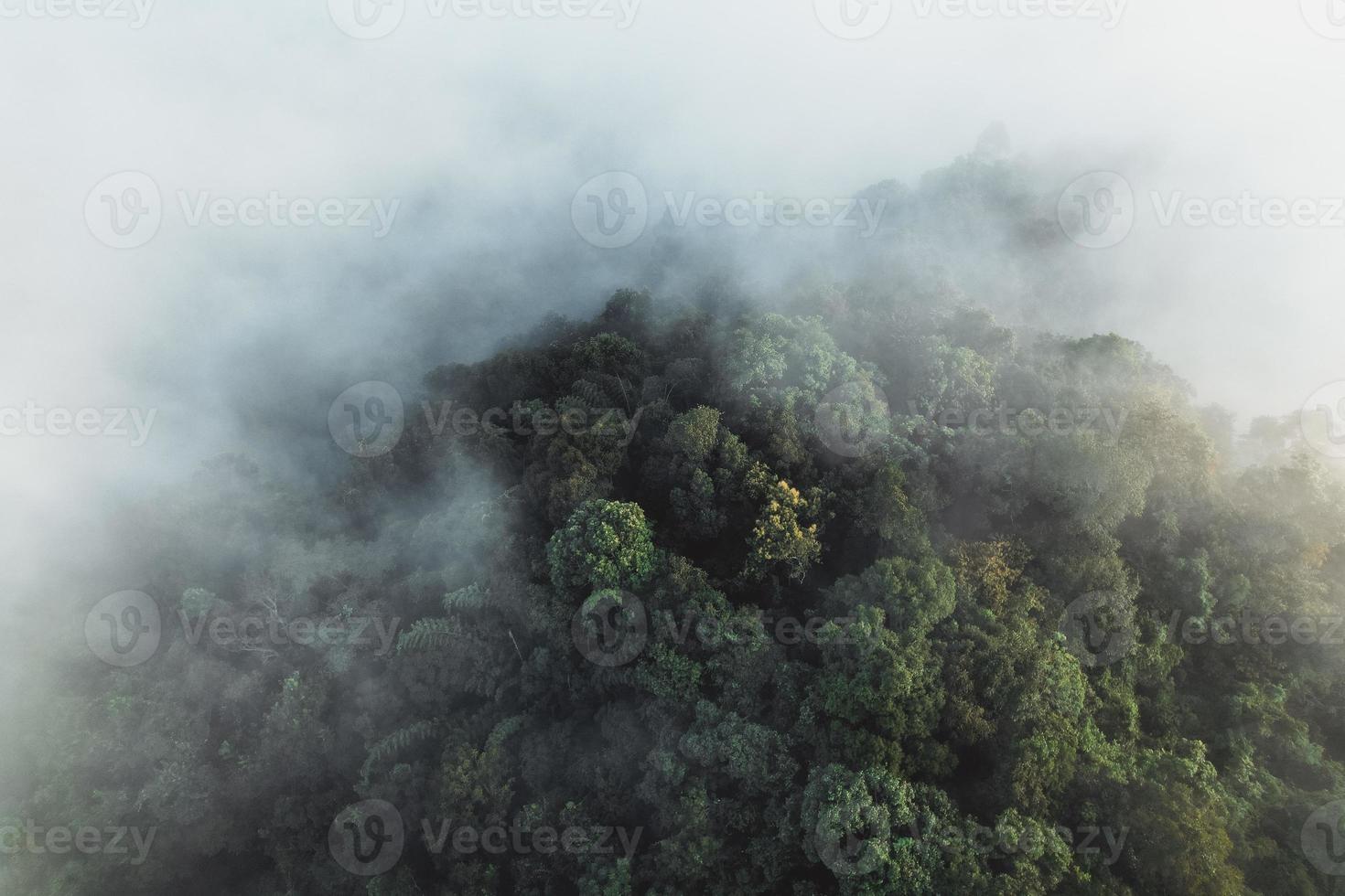 nebbia mattutina nella foresta dall'alto foto