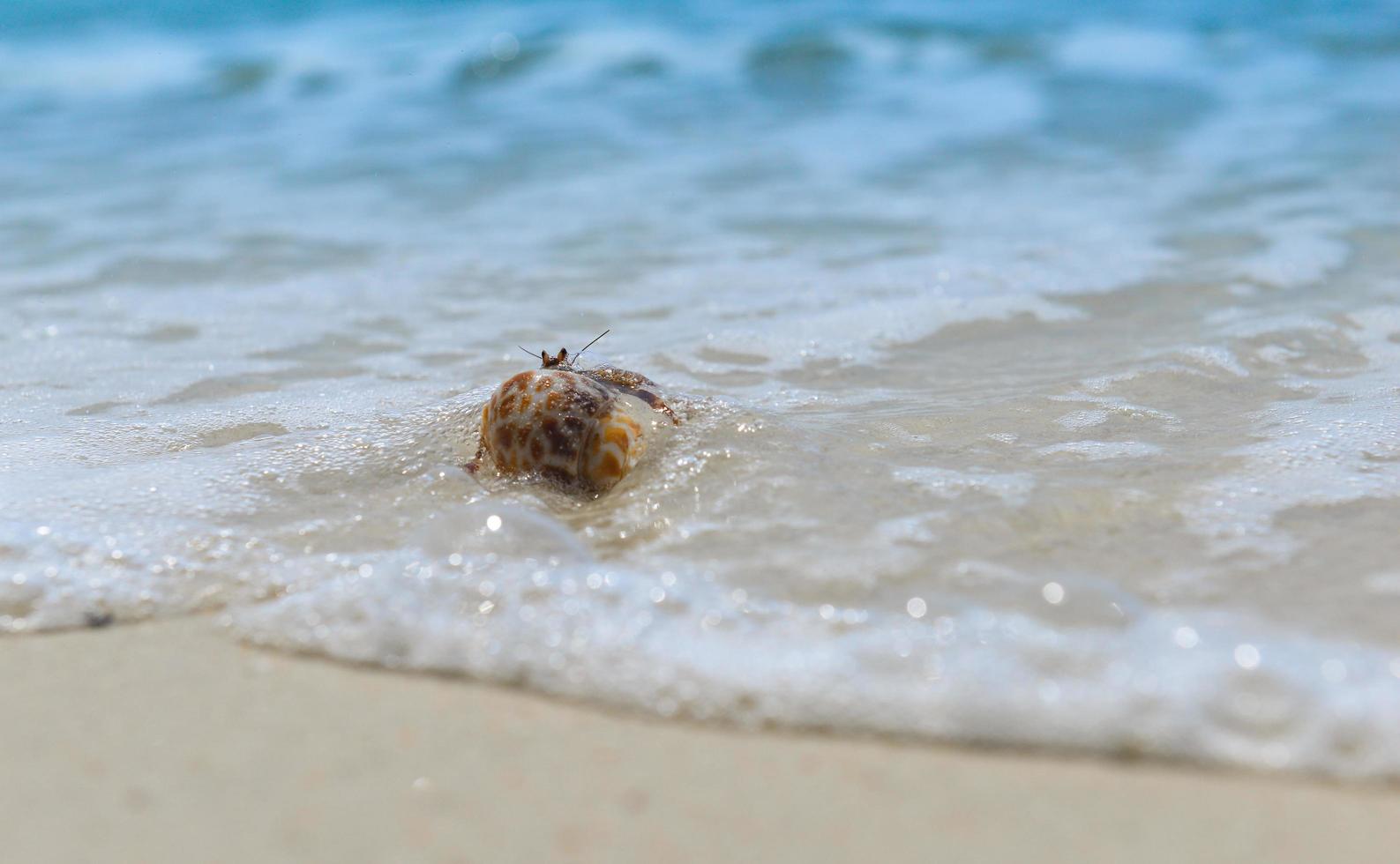 granchio eremita che cammina sulla spiaggia. foto