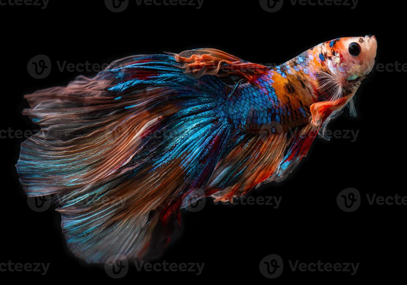 mezza luna gigante betta pesce combattente siamese. foto