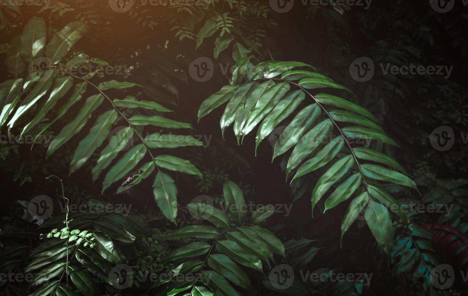 foglie tropicali in ombra bassa e scura. foto