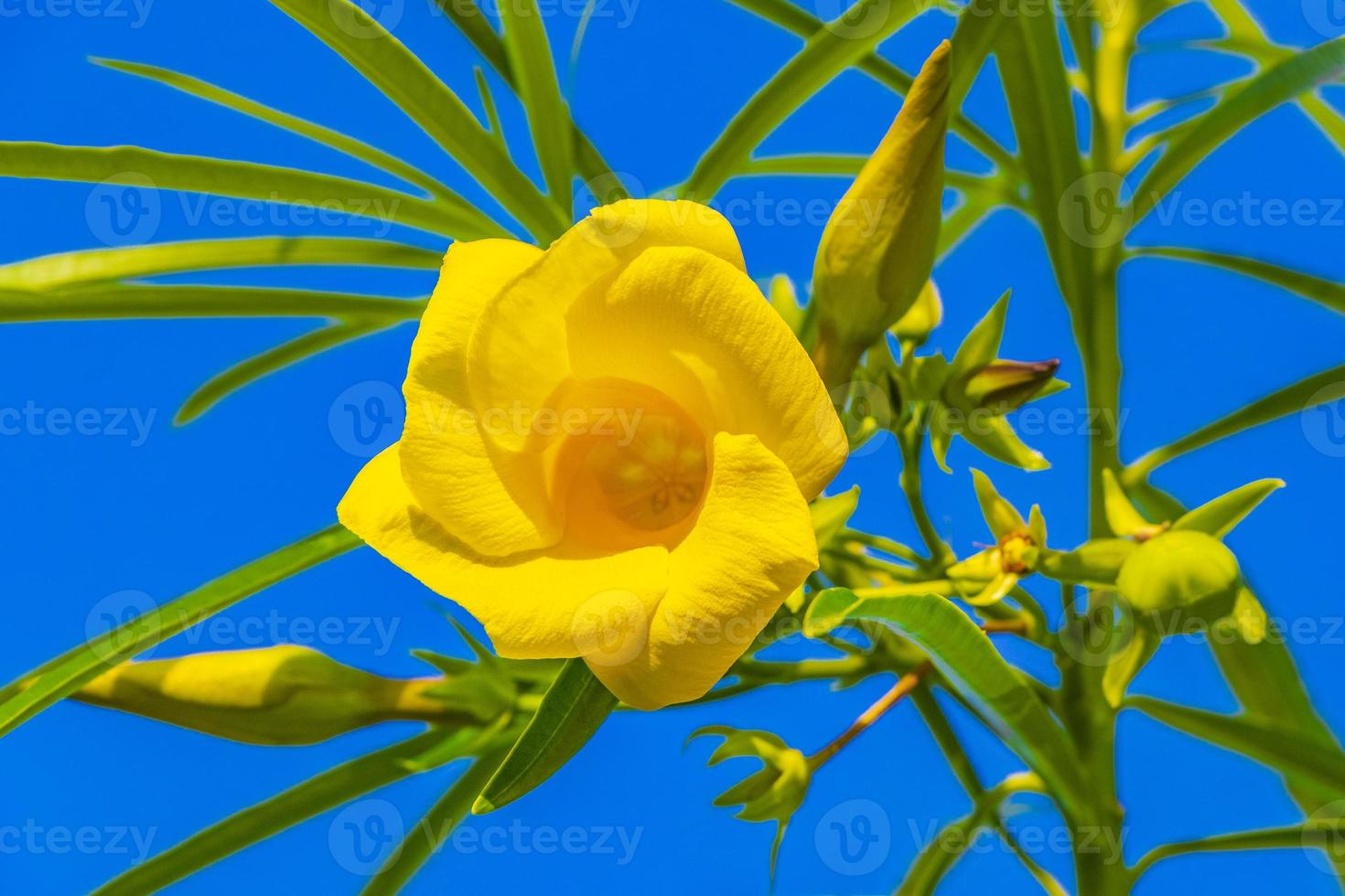 fiore giallo dell'oleandro sull'albero con cielo blu nel messico. foto