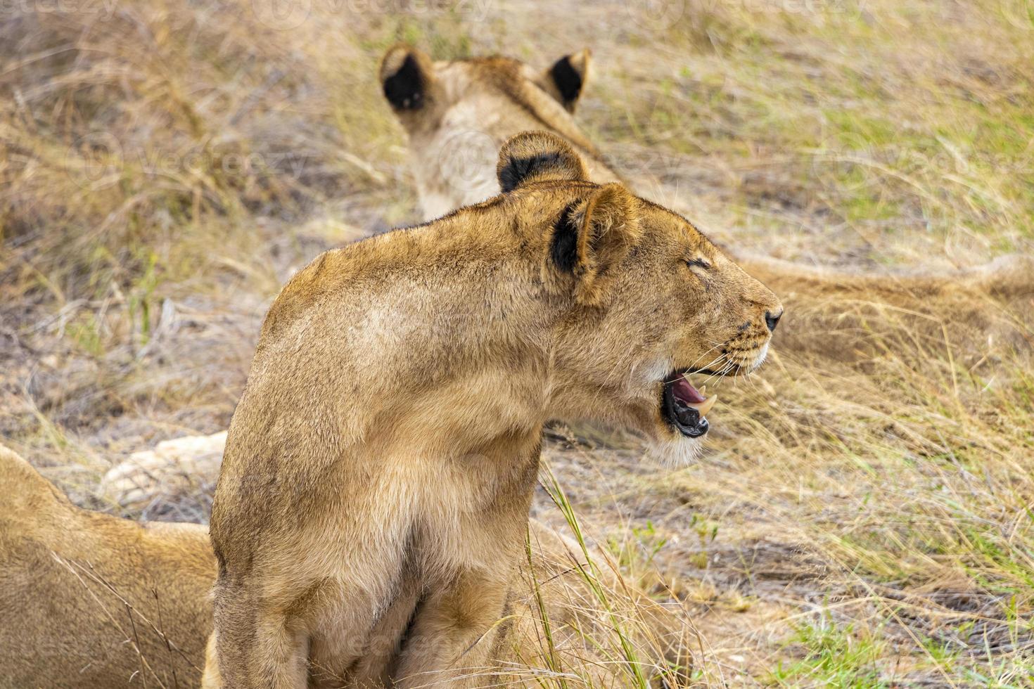 leoni al safari nel parco nazionale di mpumalanga kruger sud africa. foto