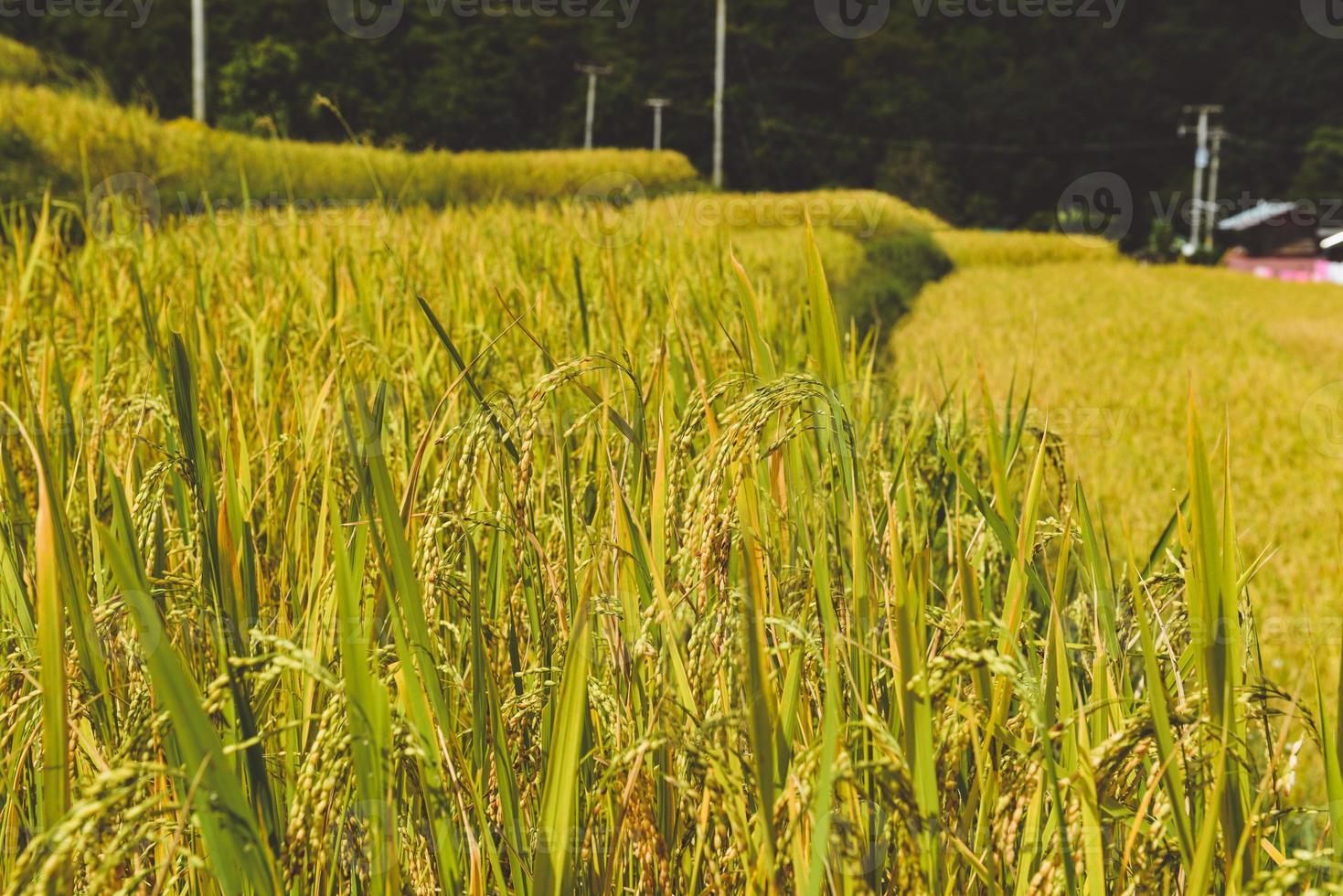 campo di terrazze di riso giallo dorato in montagna. foto