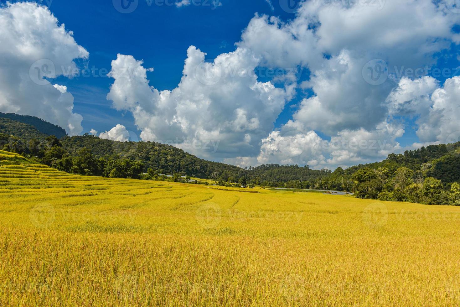 campo di terrazze di riso giallo dorato in vista della montagna. foto