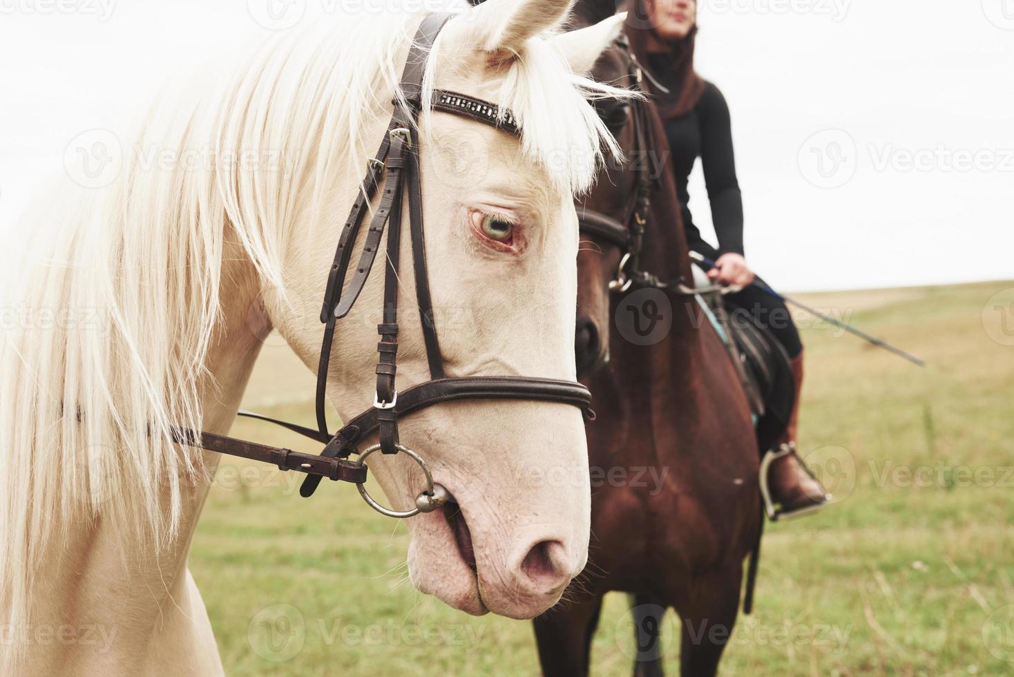 due bellissimi cavalli da sella, marroni e bianchi, stanno insieme con le loro teste l'uno verso l'altro foto