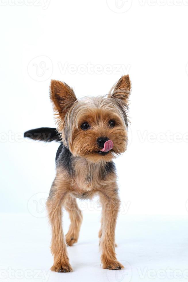 yorkshire terrier su sfondo bianco pelo corto foto