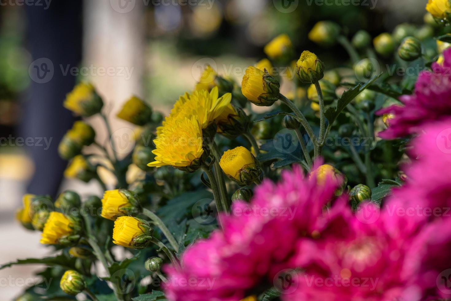 piccoli crisantemi selvatici gialli nel parco foto
