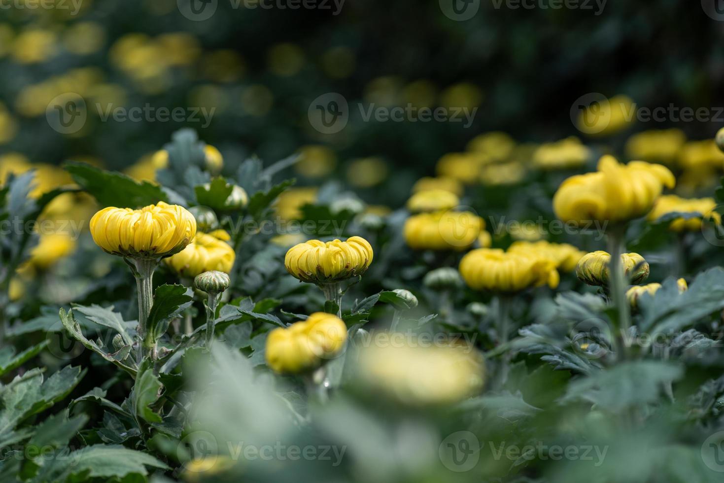 piccoli crisantemi selvatici gialli nel parco foto