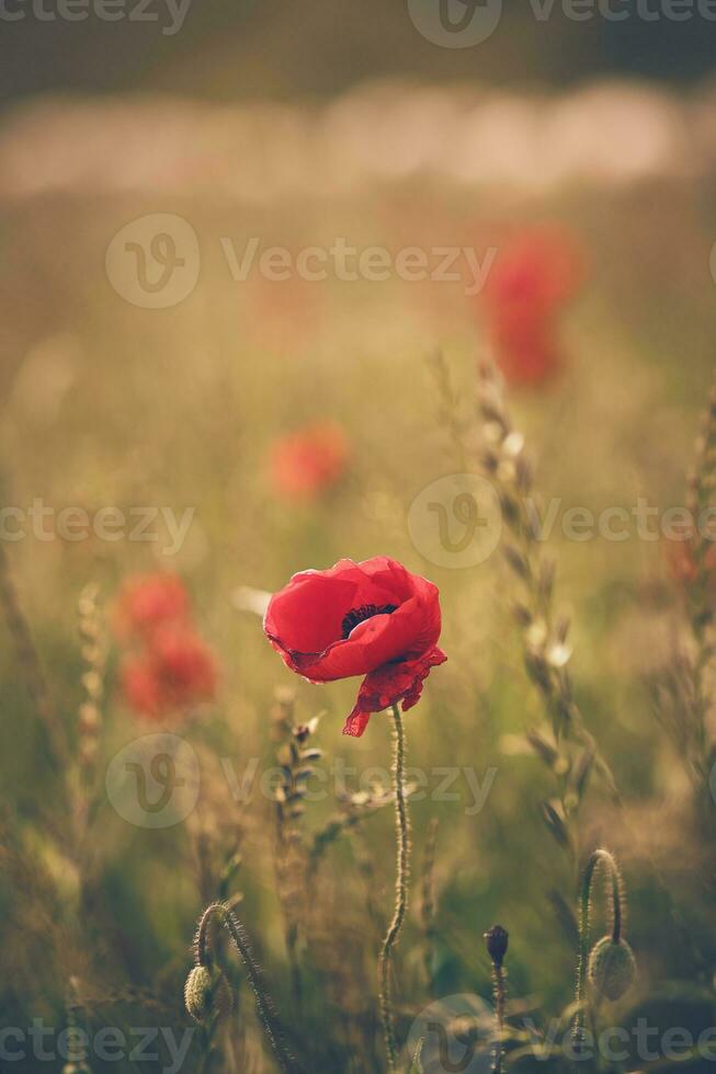 poppie fiore nel luce del sole nel selvaggio campo foto