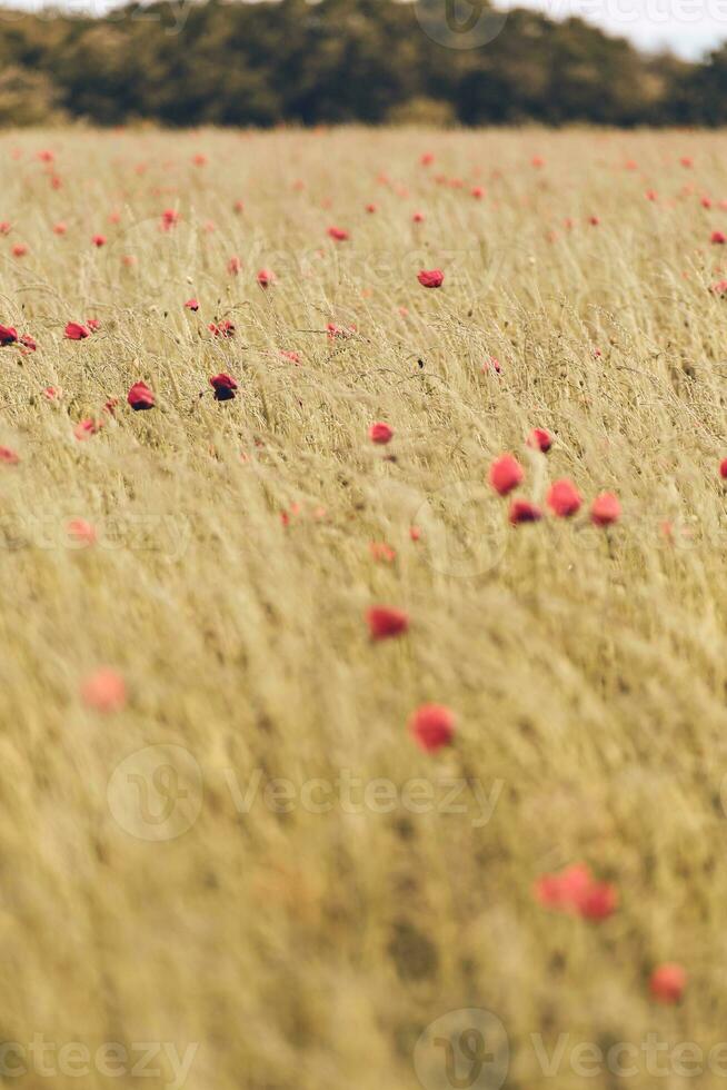 asciutto campo coperto con rosso papaveri foto