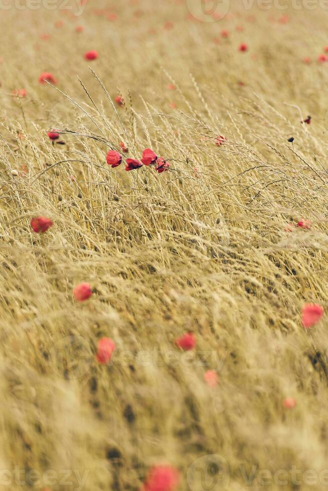 asciutto campo coperto nel selvaggio rosso papaveri foto