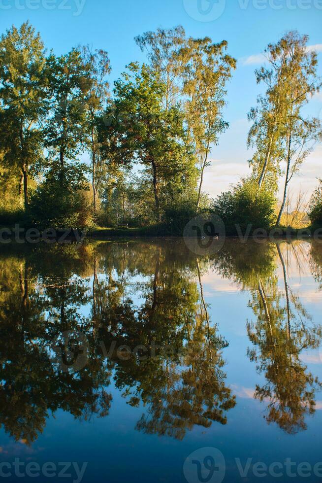 riflettendo alberi a un' sponde del lago nel il boschi nel luminosa mattina leggero foto