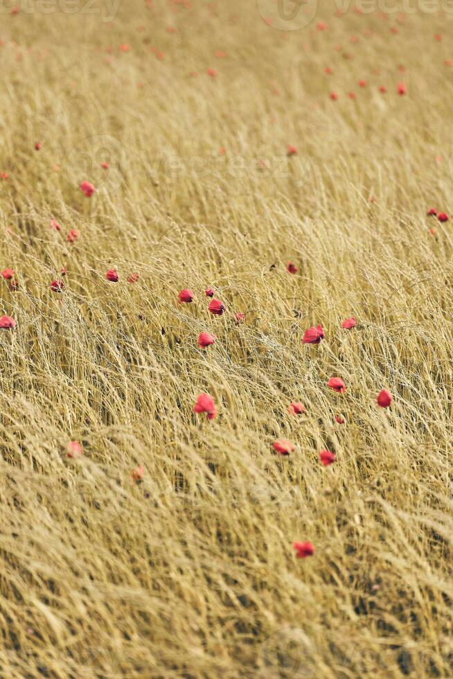 asciutto campo con rosso papaveri foto