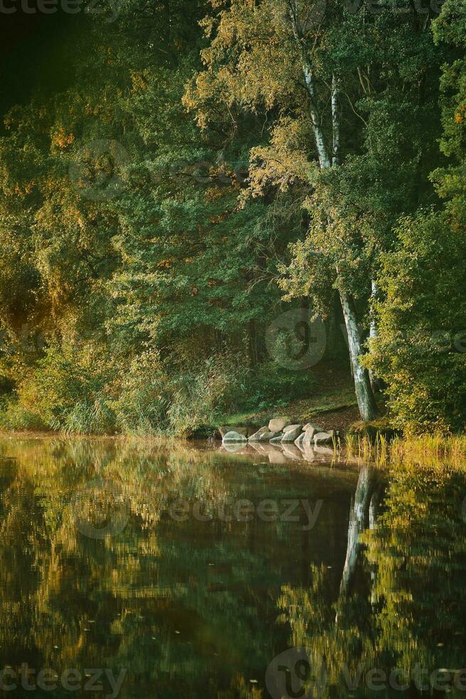 sponde del lago nel il boschi nel luminosa mattina leggero foto