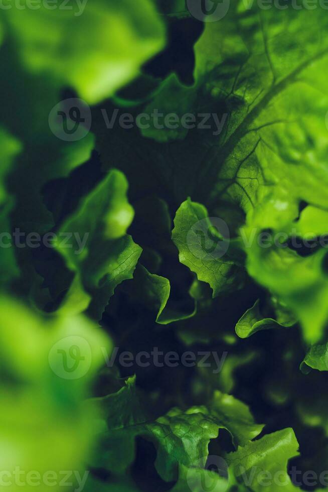 fresco verde insalata avvicinamento sfondo foto