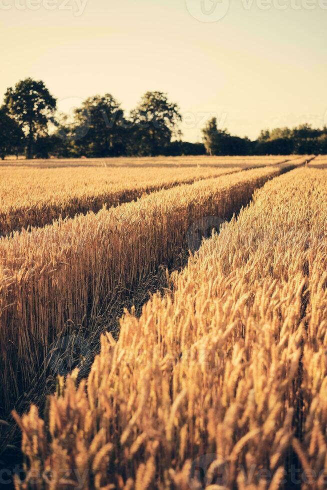 brani nel Grano campo a tramonto foto