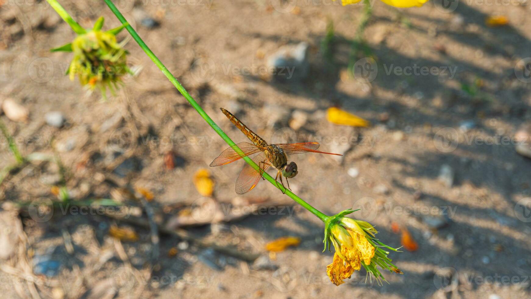 un arancia libellula o brachitemide contaminata si siede su fiore stelo con sfocato sfondo foto