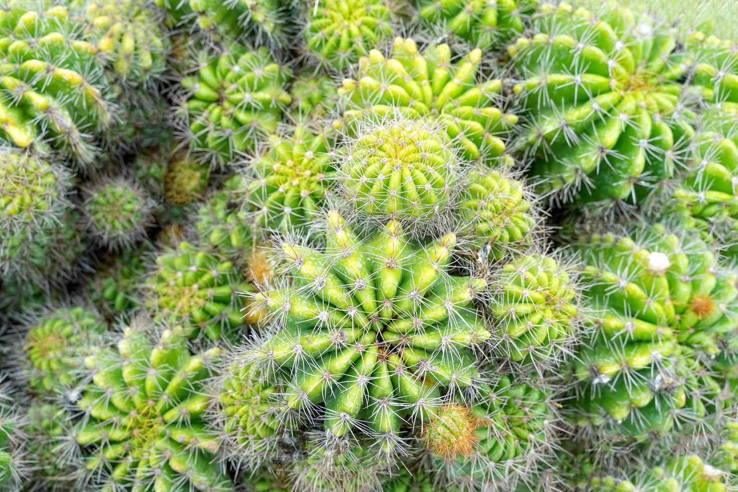 bellissimo cactus in giardino. ampiamente coltivato come pianta ornamentale. foto