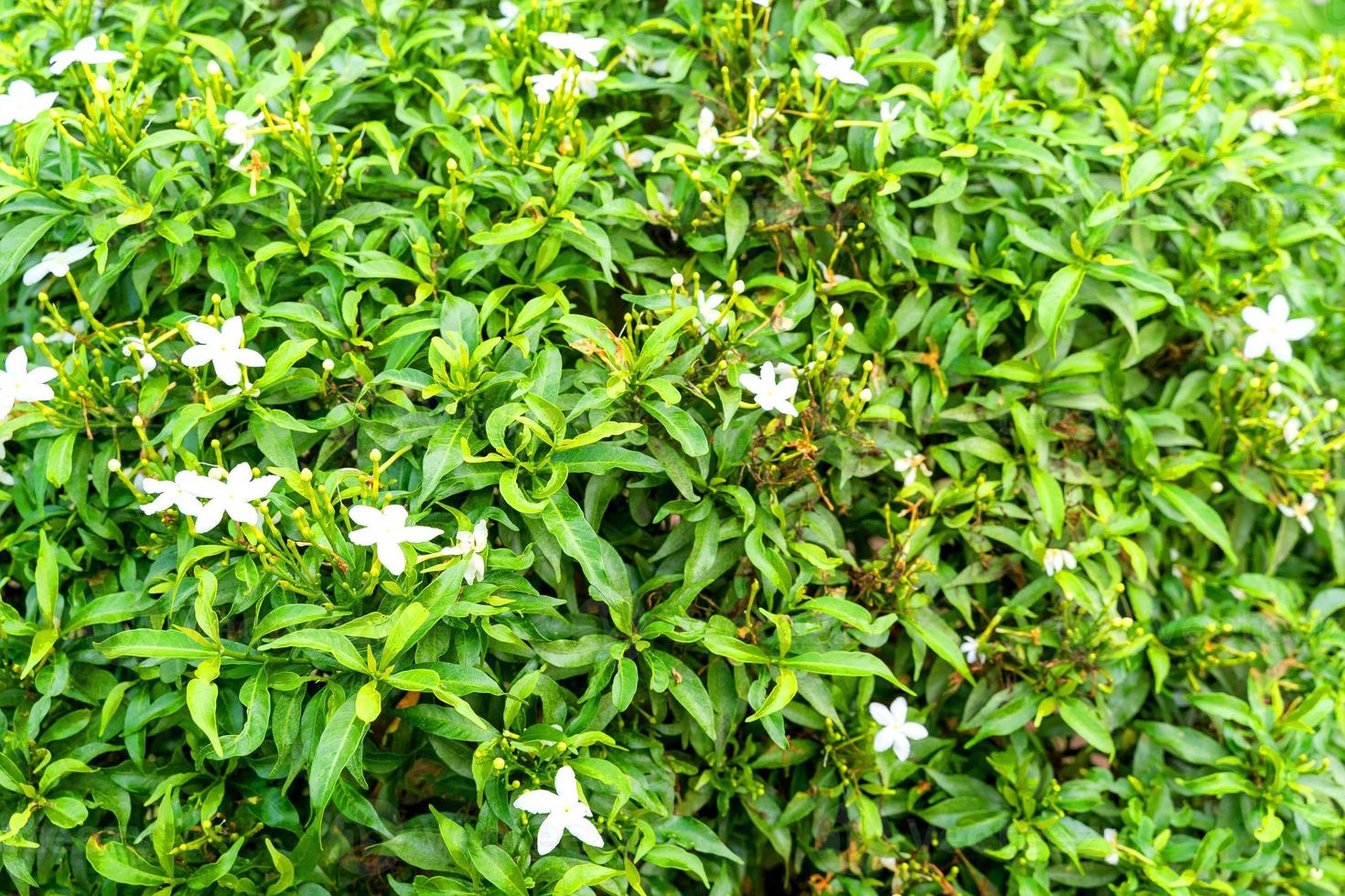 sfondo verde foglia. modello astratto delle foglie per lo sfondo del modello di natura. foto