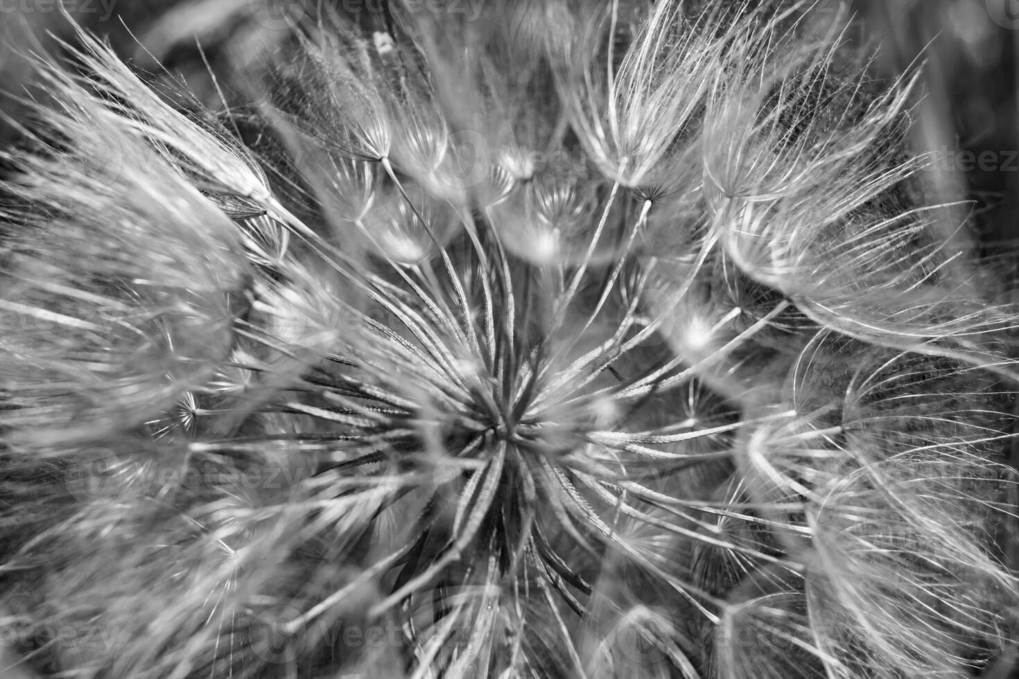 bellissimo selvaggio in crescita fiore seme dente di leone su sfondo prato foto