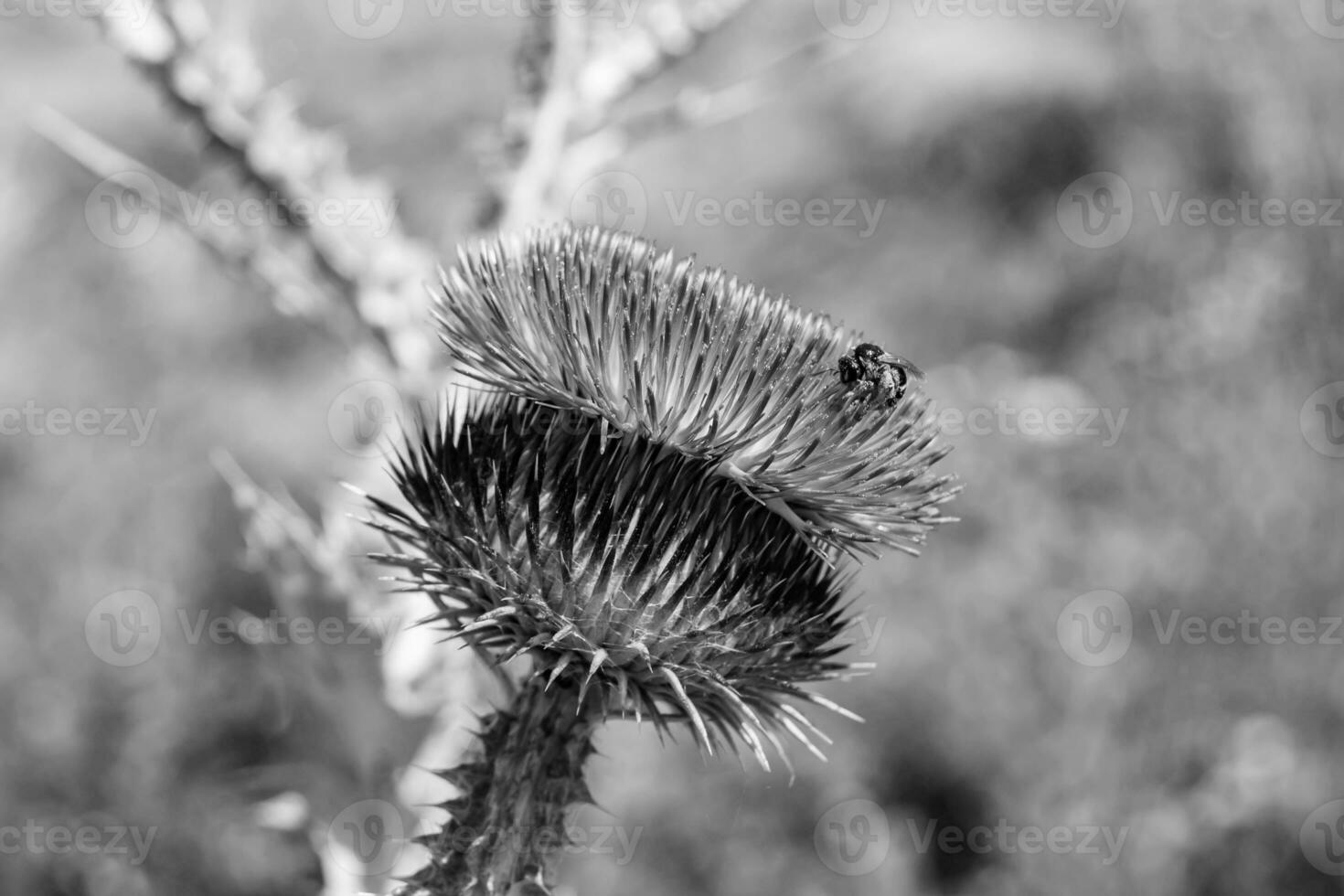 bellissimo in crescita fiore radice bardana cardo su sfondo prato foto