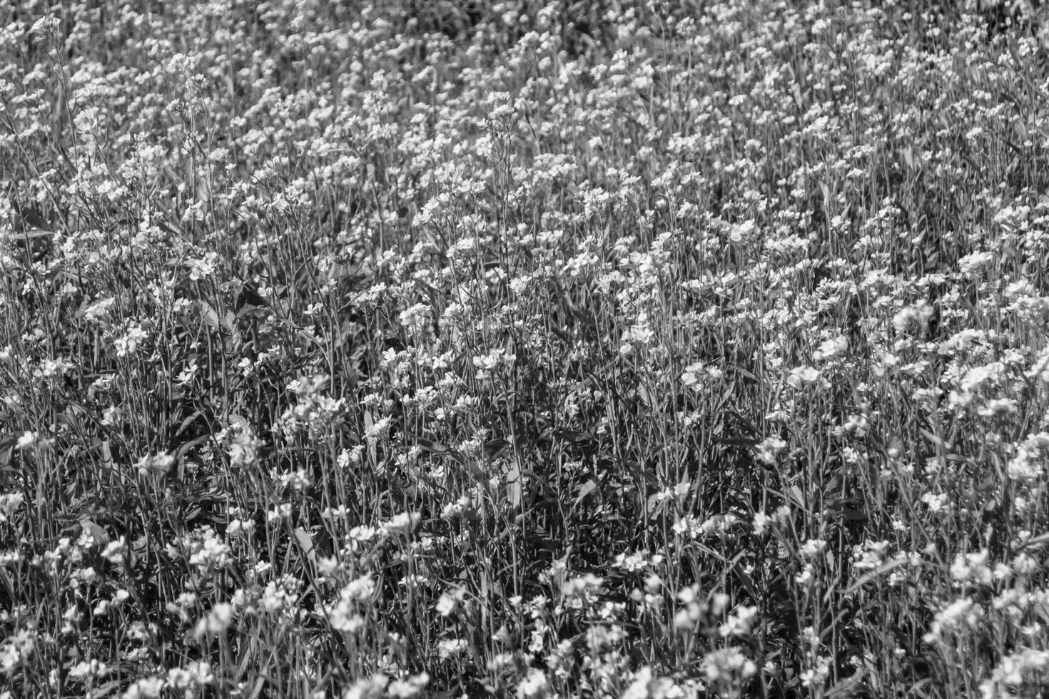 fotografia su tema bene selvaggio in crescita fiore mostarda su sfondo prato foto