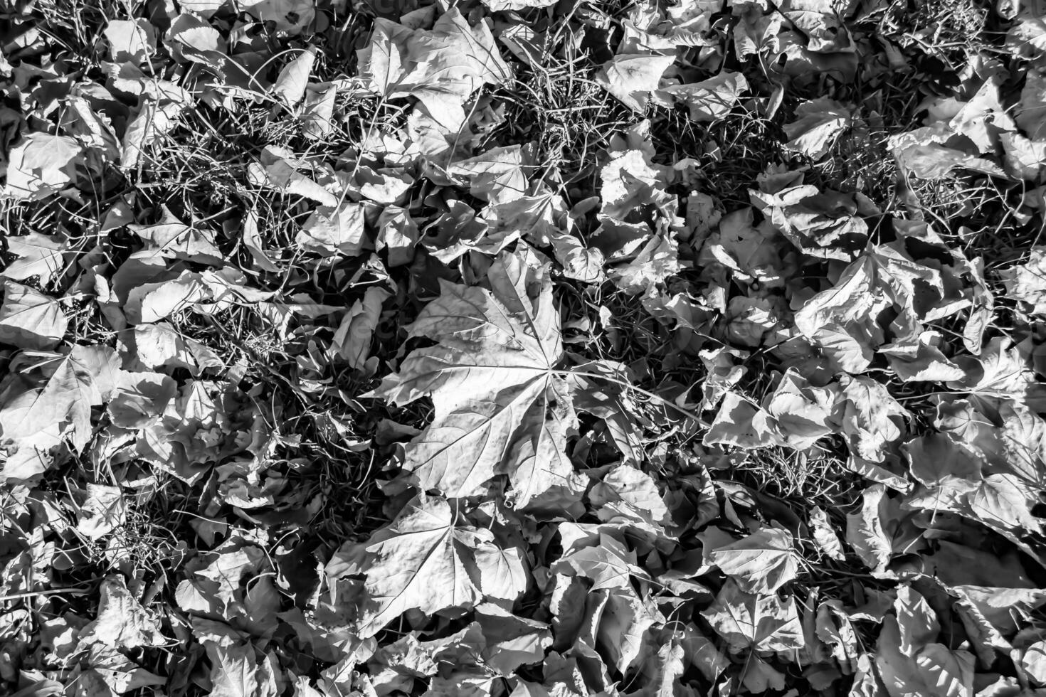 foto sul tema autunno sfondo astratto di foglie d'acero che cadono sulla superficie