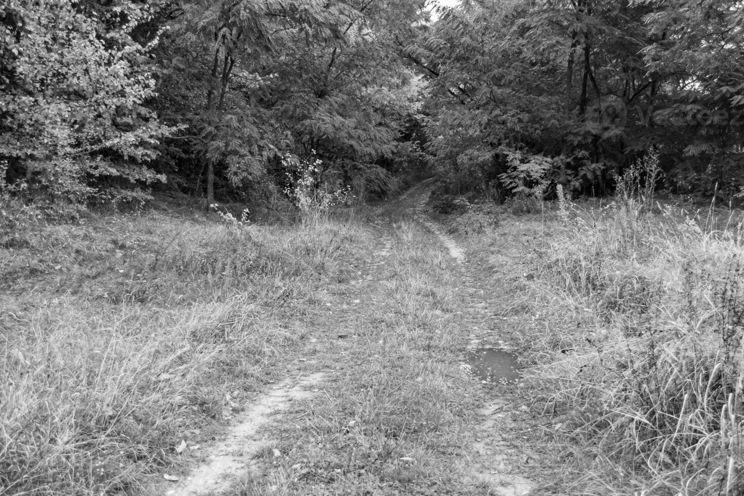 fotografia su tema bellissimo sentiero nel selvaggio fogliame bosco foto