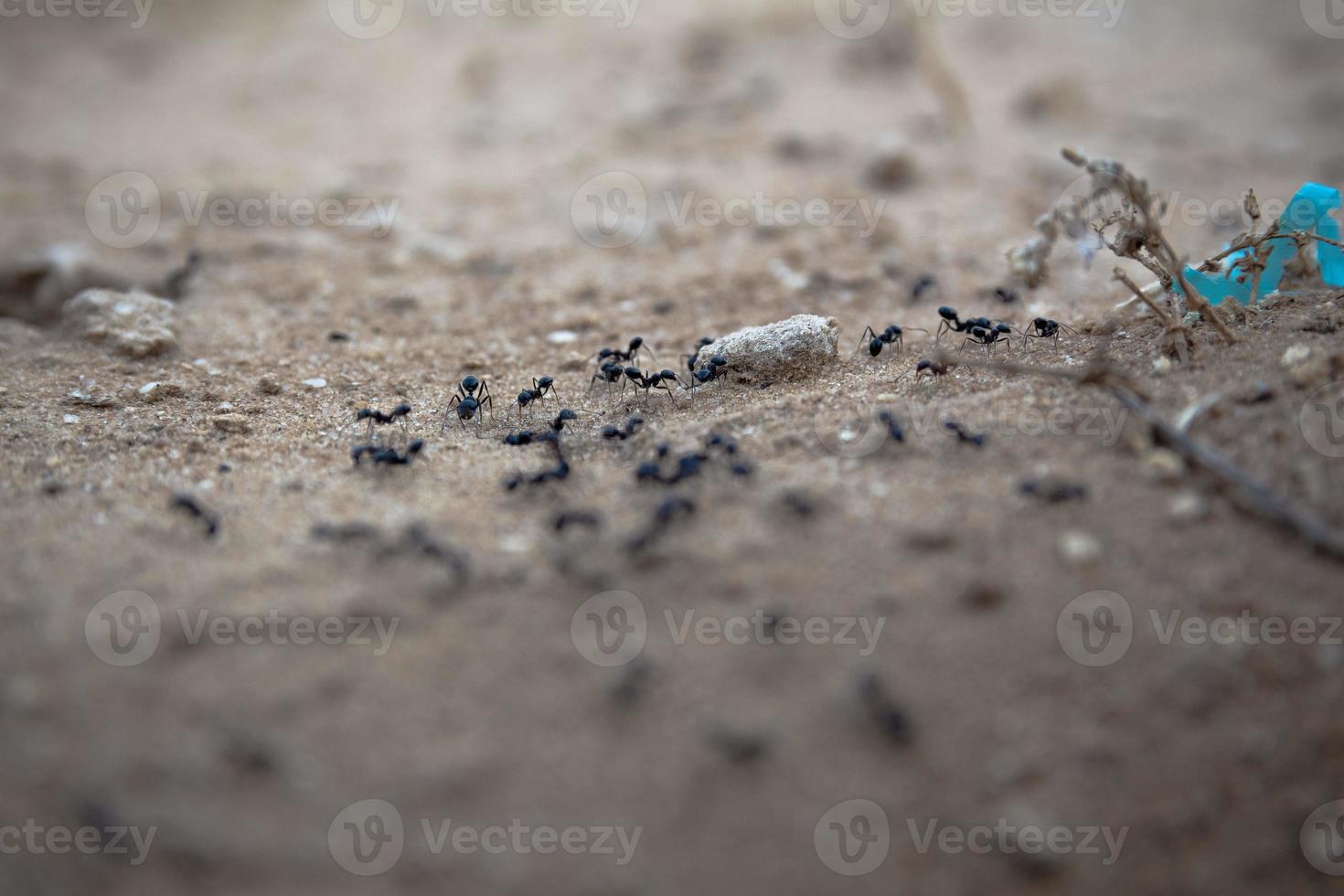 primo piano di un gruppo di formiche nere che camminano sulla terra foto