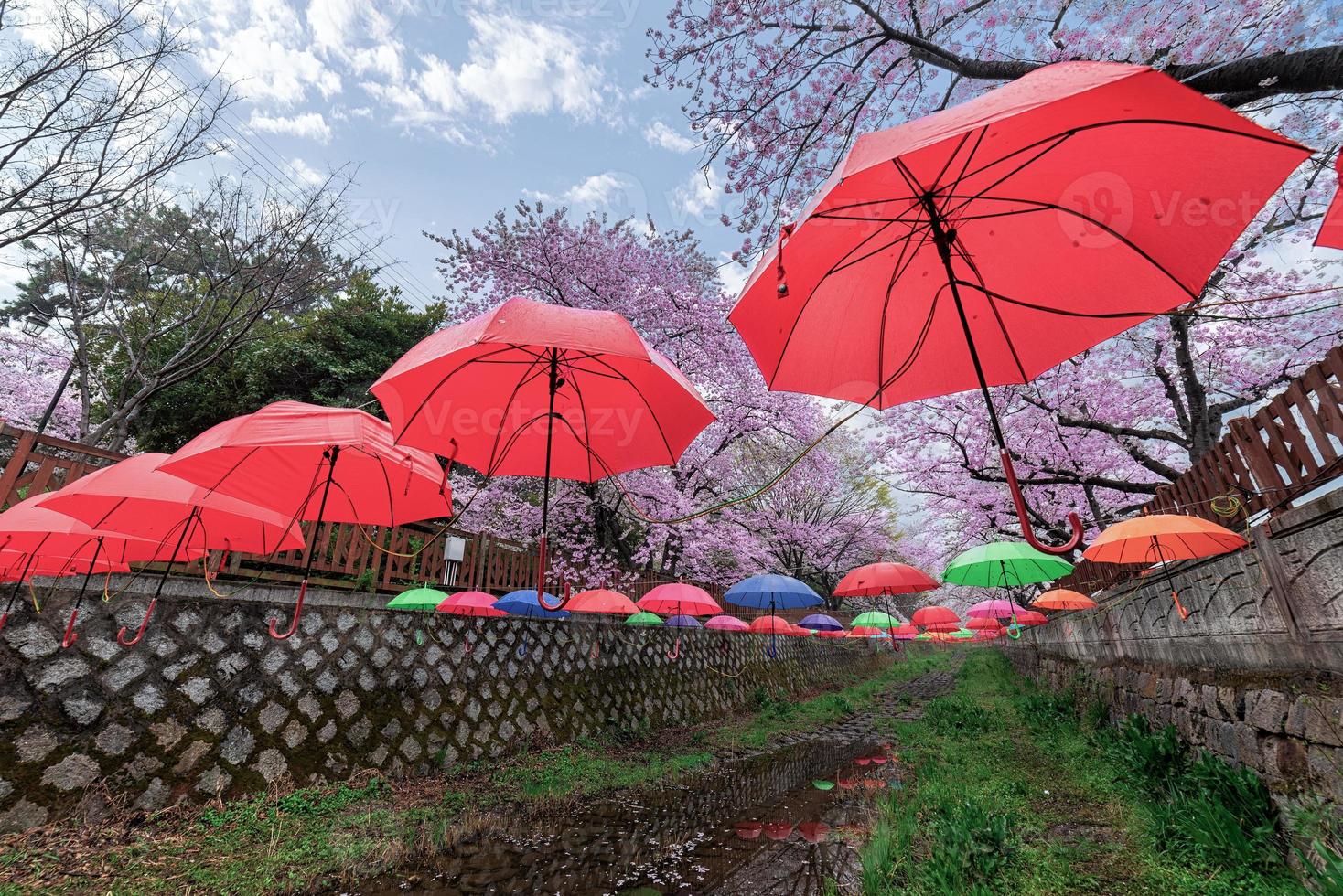 primavera cherry blossom jinhae gunhangje festival 2019 alla stazione ferroviaria di gyeonghwa della Corea del sud. foto