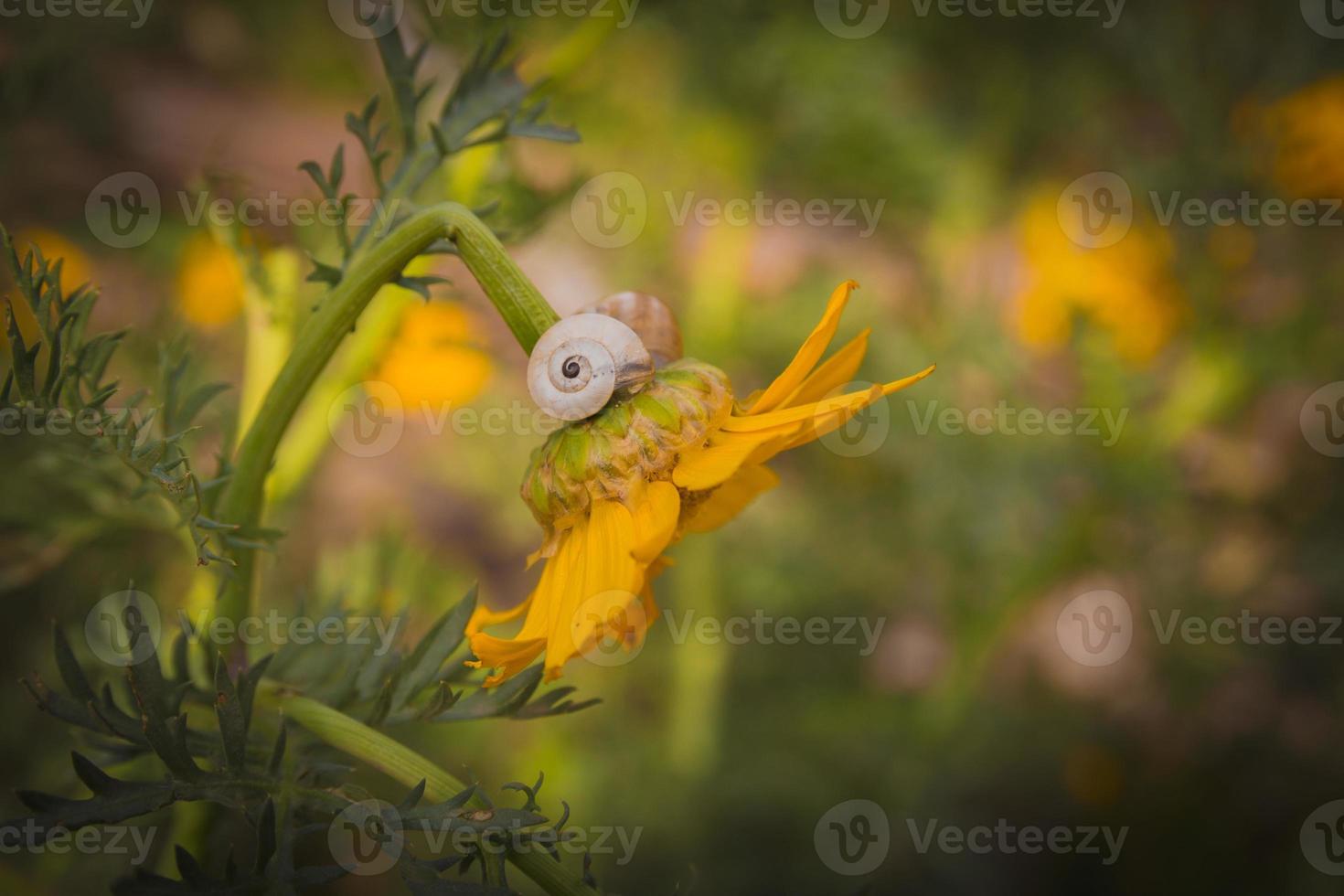 primo piano di una lumaca su un fiore di crisantemo giallo foto