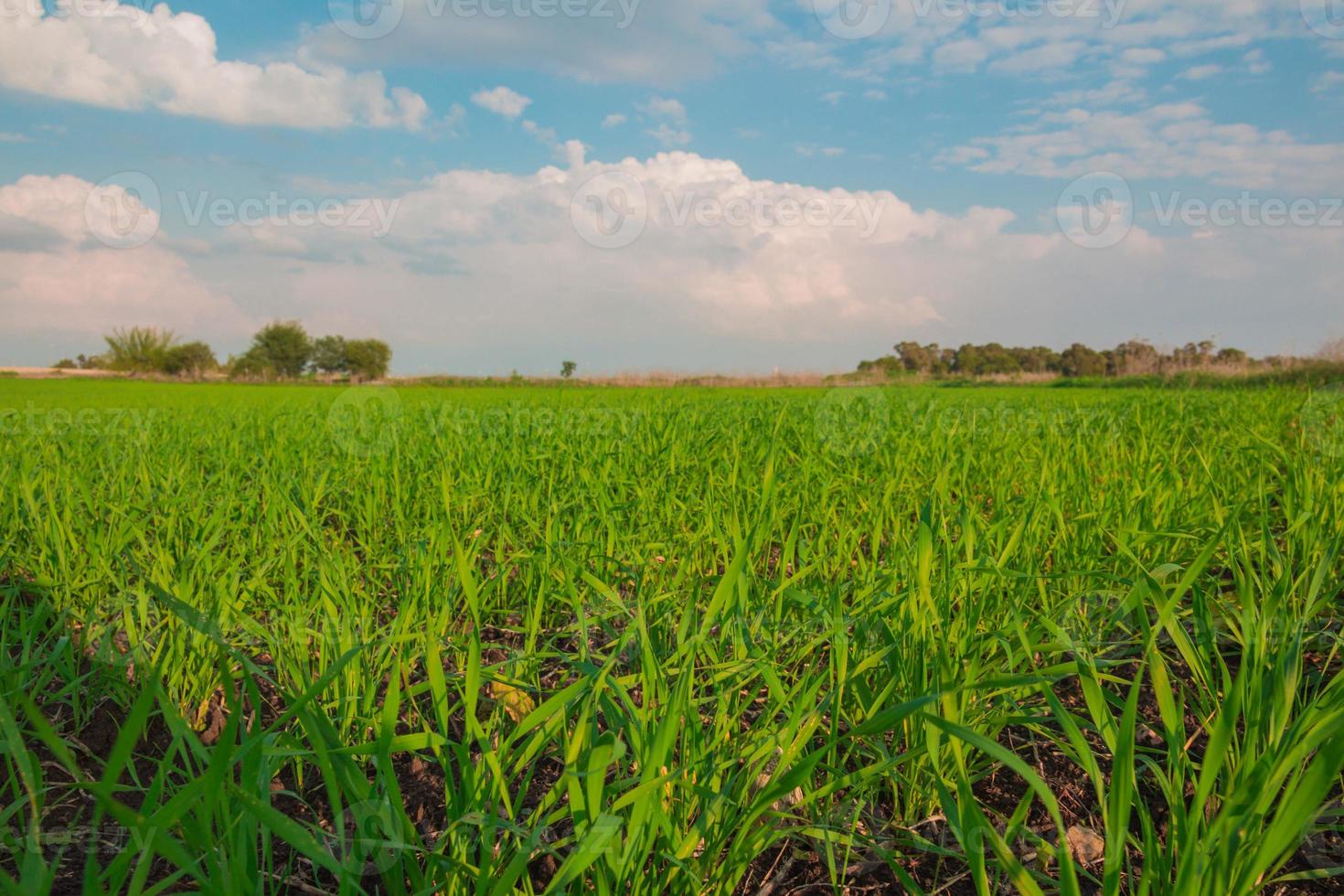 colture che crescono in un campo in campagna foto