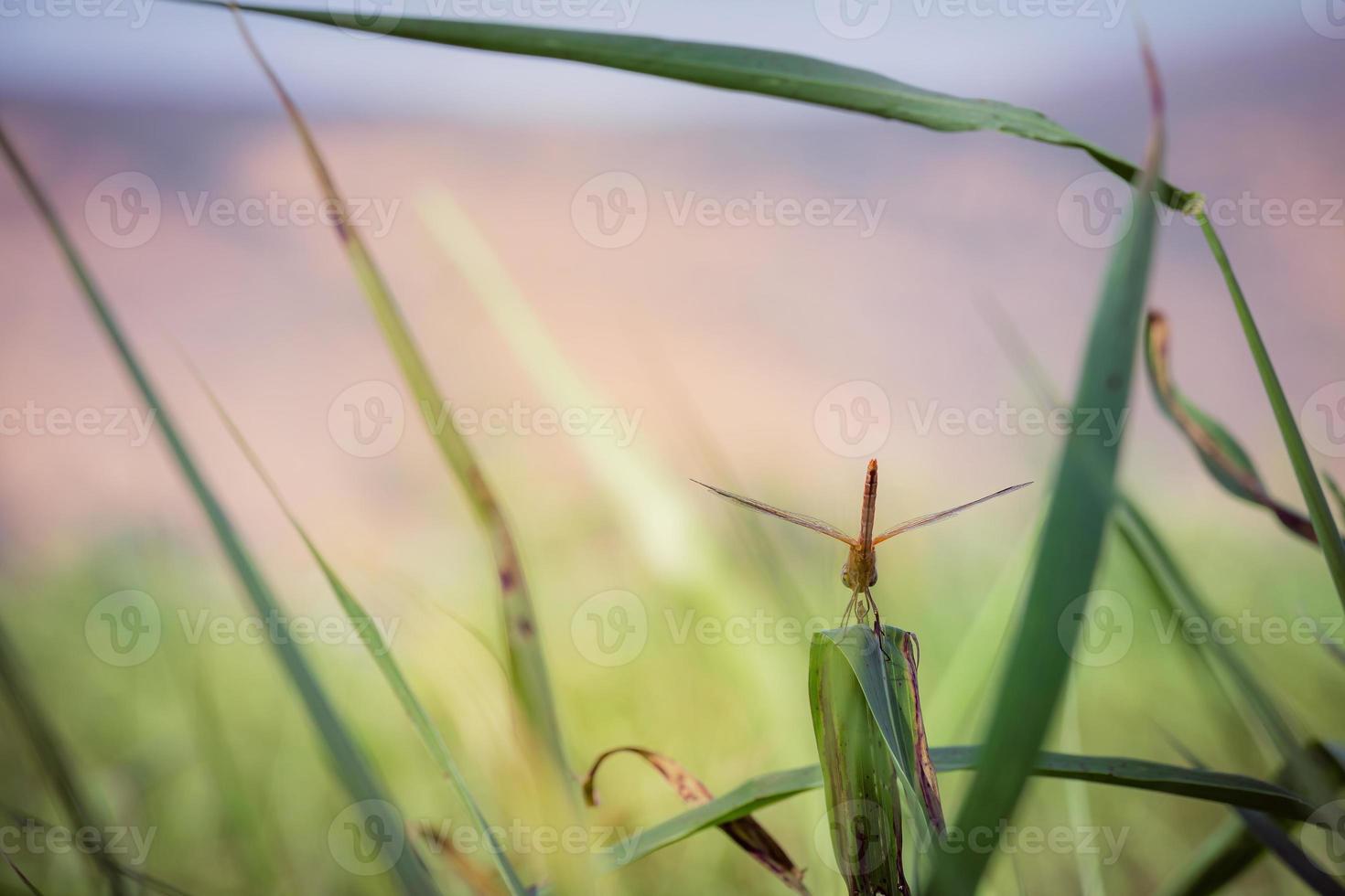 backshot di una libellula rossa appoggiata su una foglia foto