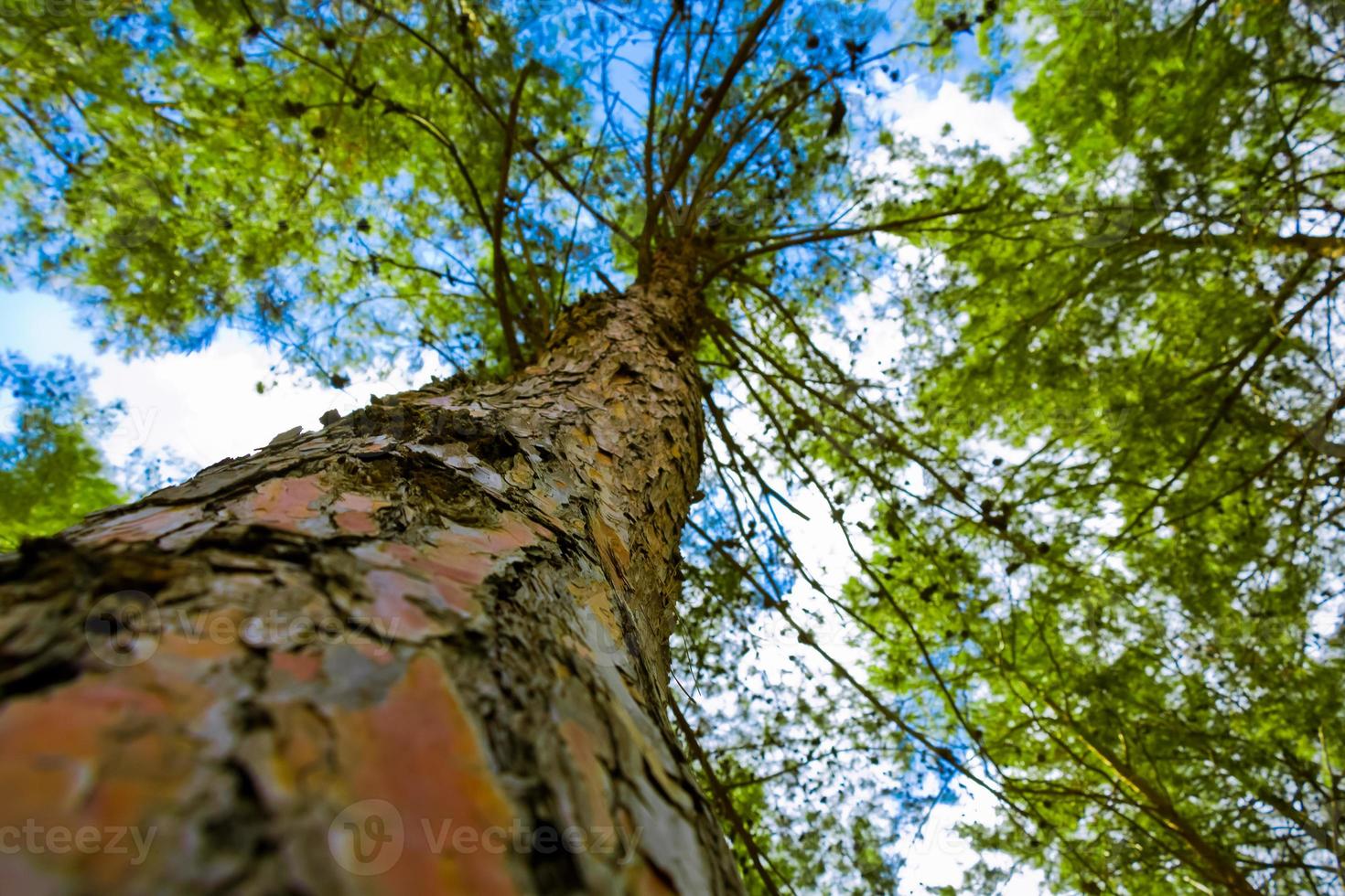 albero dal basso foto