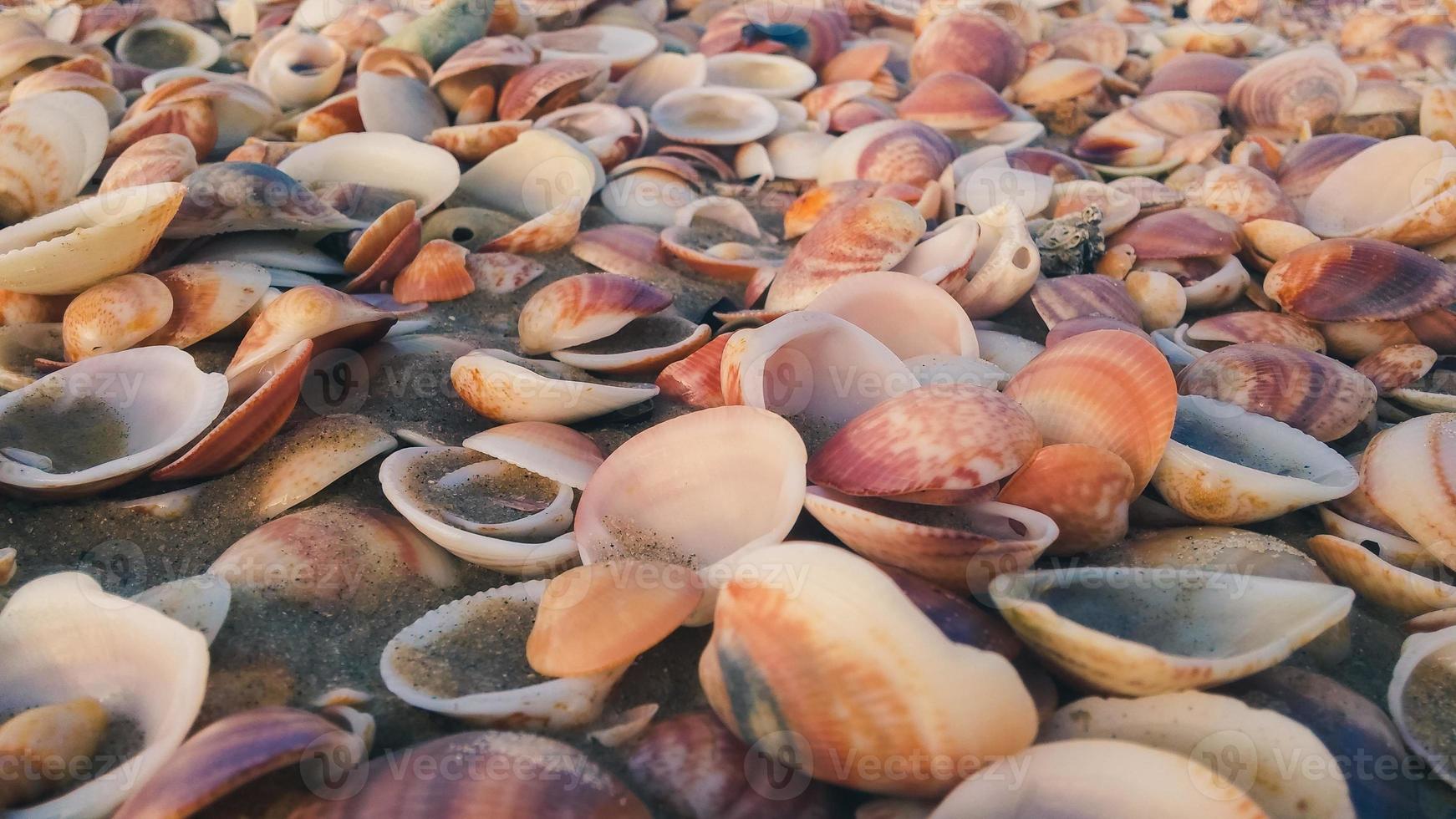 conchiglie sulla spiaggia foto