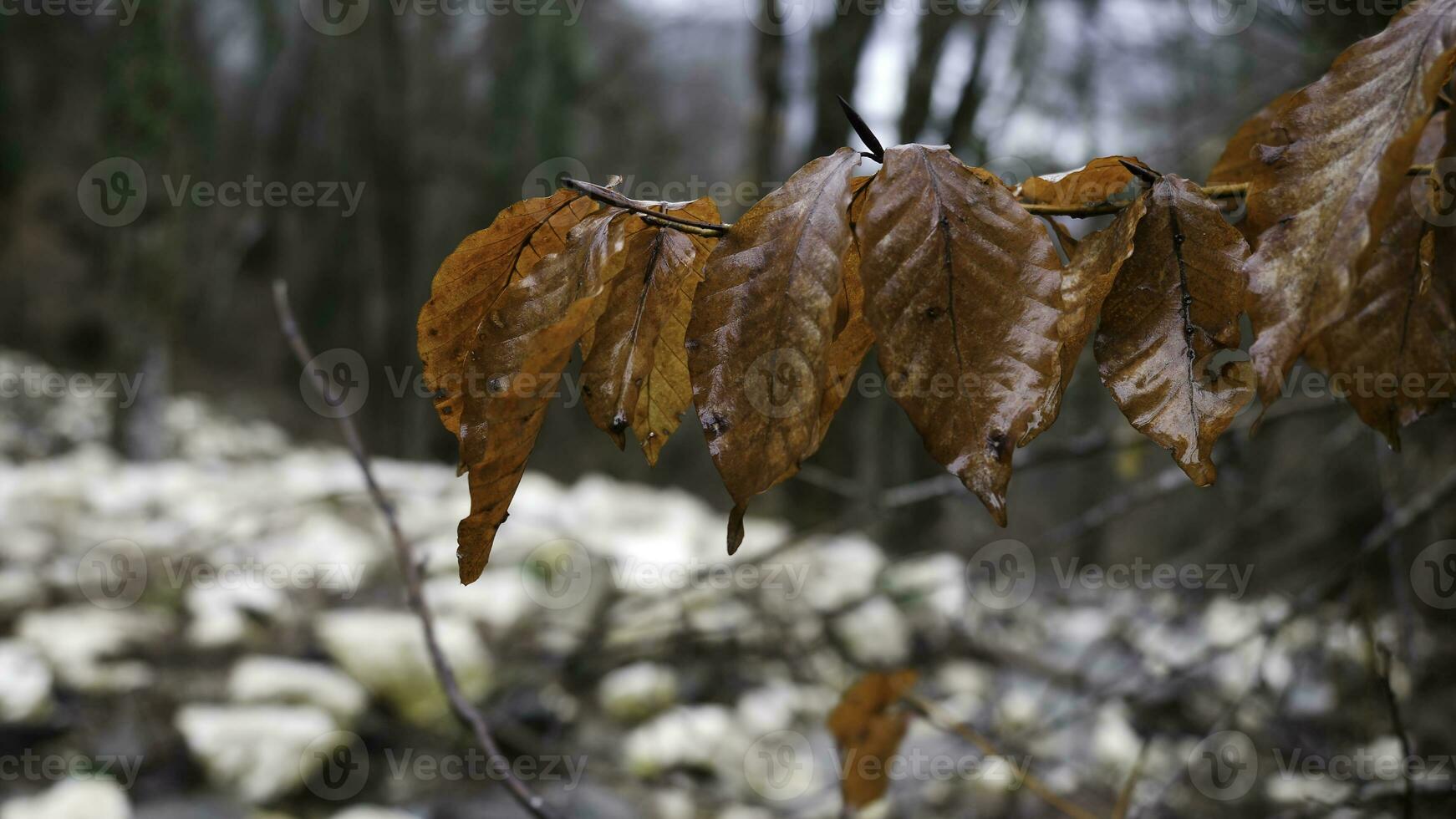 vicino su per autunno Marrone le foglie dopo il pioggia su sfocato sfondo con foresta. azione filmato. naturale paesaggio di alberi, bagnato foglie, e pietroso pendenza. foto
