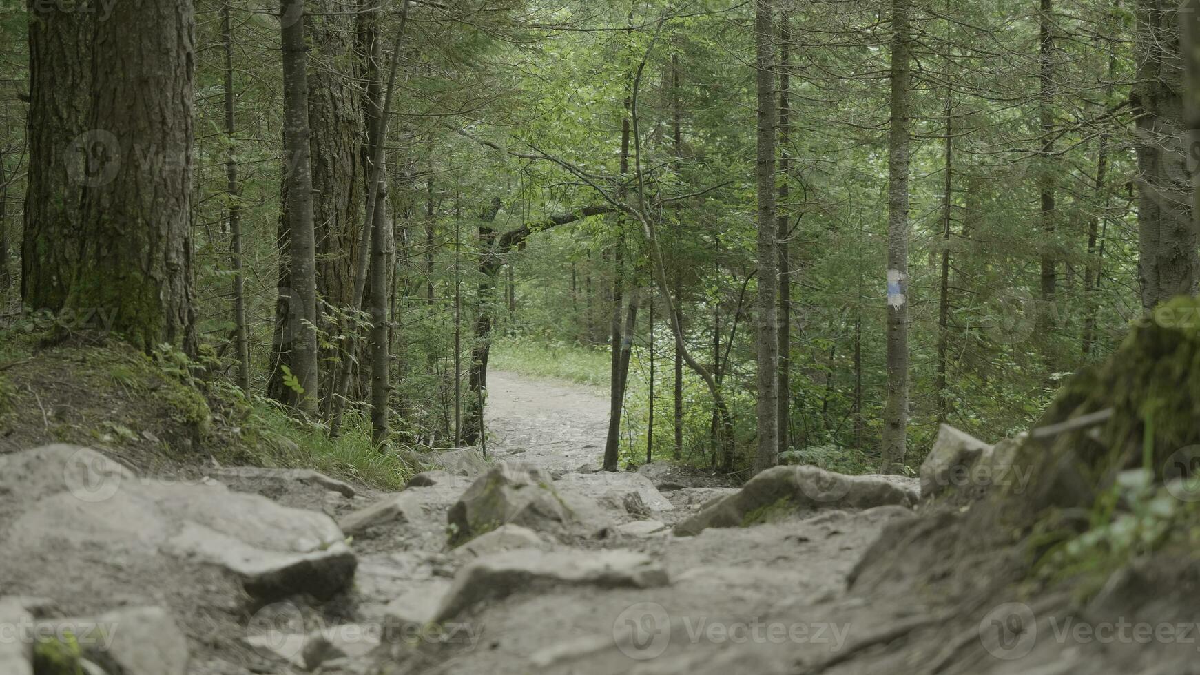 montagna strada e il foresta. roccioso strada nel il boschi foto