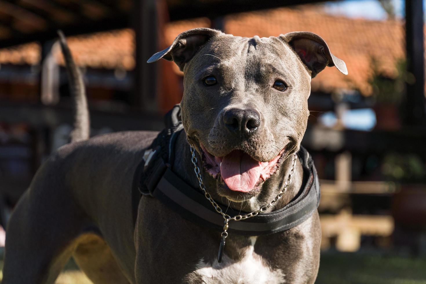 cane pitbull che gioca in un campo aperto al tramonto foto