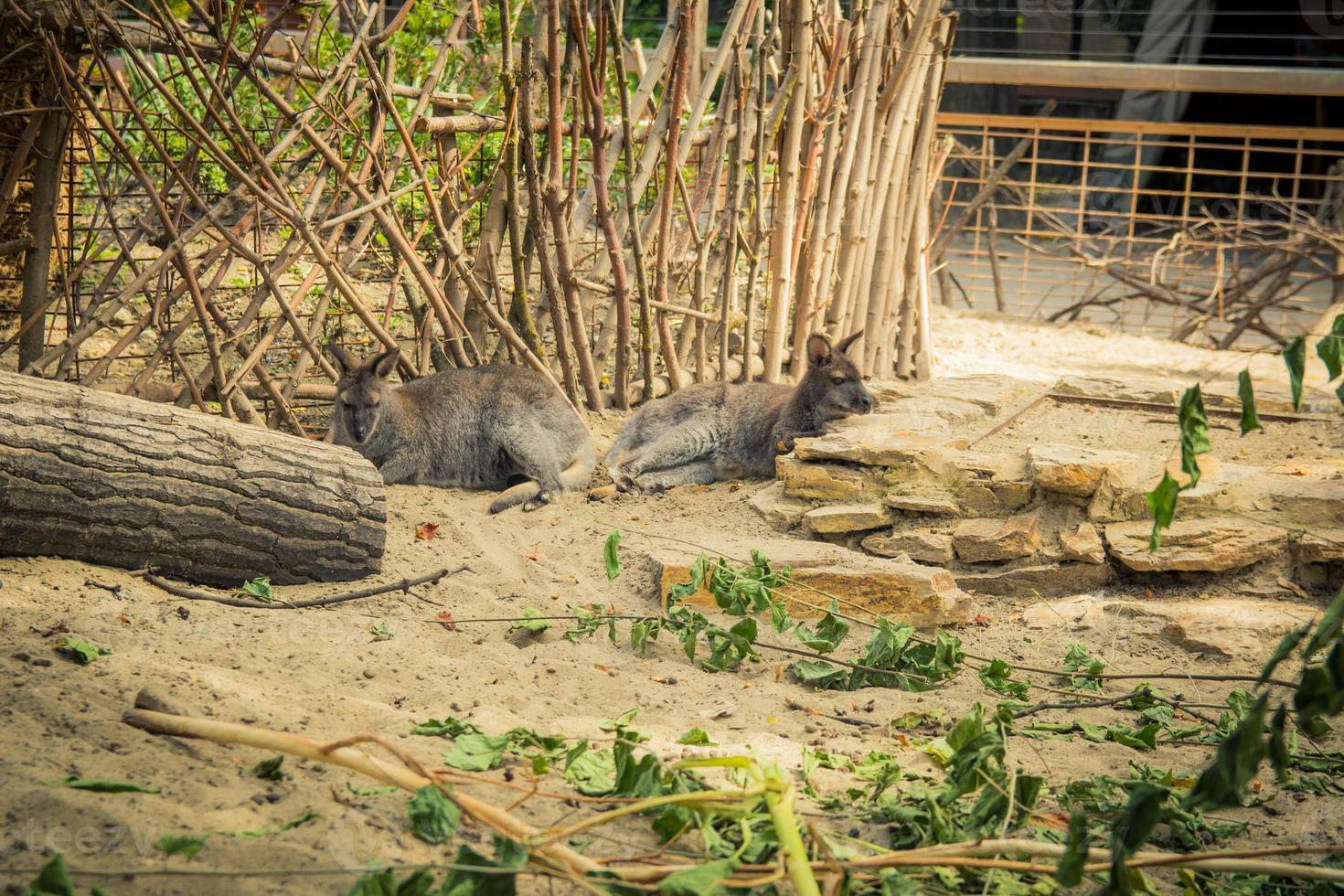 wallaby dal collo rosso allo zoo foto