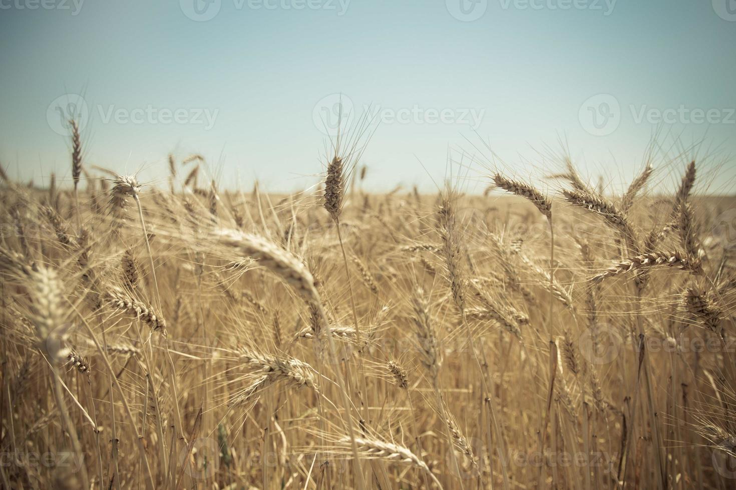 primo piano di un campo di grano dorato foto
