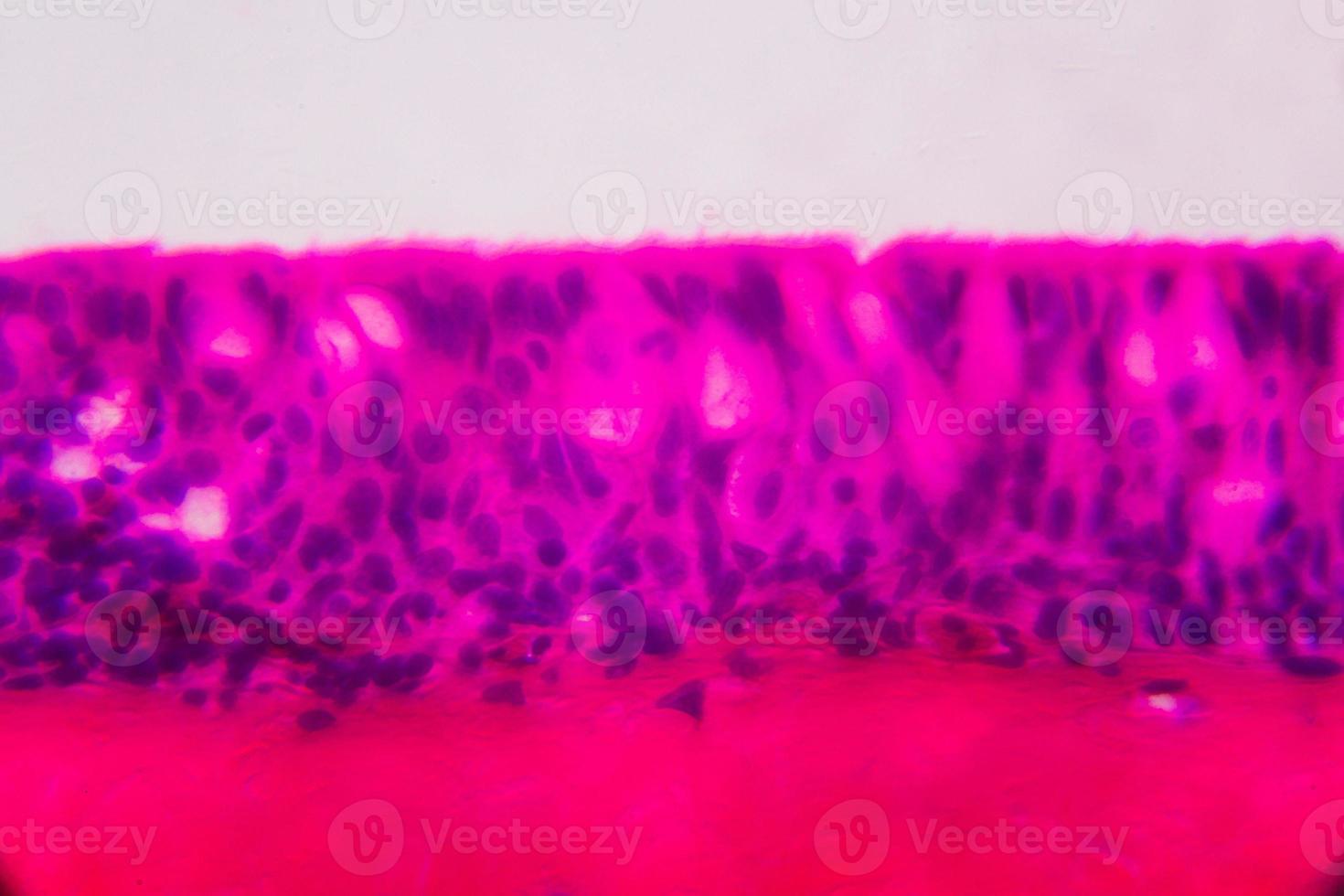 anodonta branchie epitelio ciliato al microscopio - colore rosa e viola astratto su sfondo bianco foto