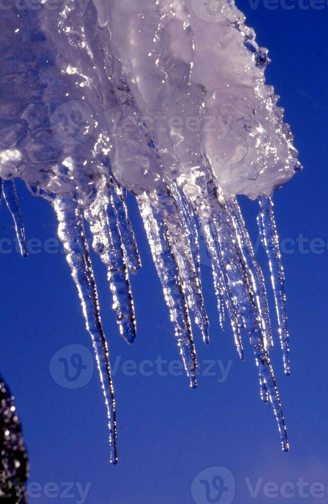 ghiaccioli sospeso a partire dal un' albero ramo foto