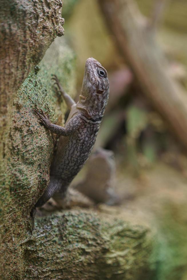 madagascar rapido su roccia foto