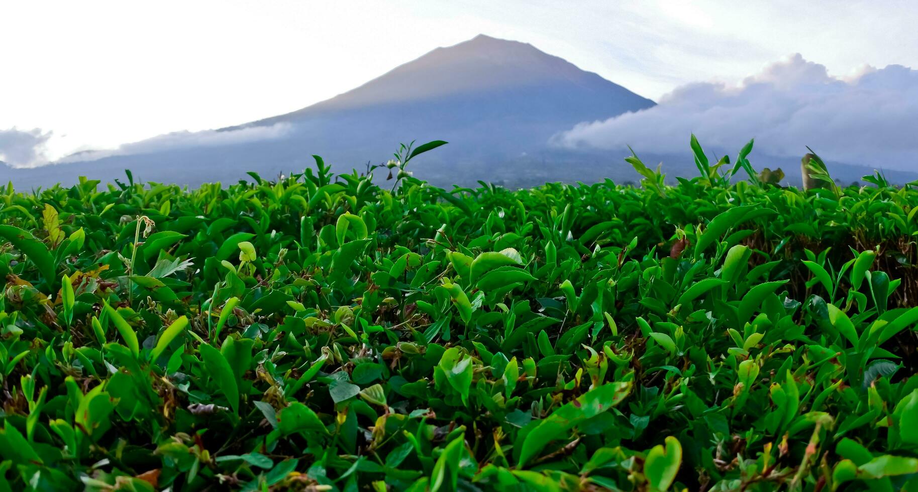 bellissimo Visualizza di tè piantagioni nel Kerinci, jambi foto