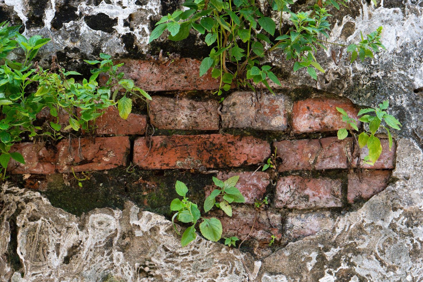 immagine di grunge vecchio muro di cemento stagionato di edificio e pianta crescono fuori dal muro foto