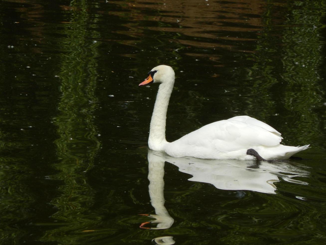 uccelli nella voliera e nella natura cigni fiume blu foto